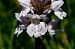 Dactylorhiza maculata subsp. elodes (Orchis des tourbières) © Jany Husson