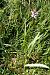 Dactylorhiza maculata subsp. elodes  - Jany Husson