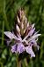 Dactylorhiza maculata subsp. elodes  - Jany Husson