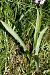 Dactylorhiza maculata subsp. elodes  - Jany Husson