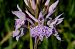 Dactylorhiza maculata subsp. elodes (Orchis des tourbières) © Jany Husson
