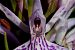 Dactylorhiza maculata subsp. elodes  - Jany Husson