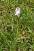 Dactylorhiza maculata subsp. elodes  - Jany Husson