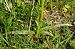 Dactylorhiza maculata subsp. elodes  - Jany Husson