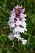 Dactylorhiza maculata subsp. elodes  - Jany Husson