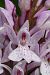 Dactylorhiza maculata subsp. elodes (Orchis des tourbières) © Jany Husson