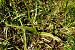 Dactylorhiza maculata subsp. elodes  - Jany Husson