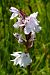 Dactylorhiza maculata subsp. elodes  - Jany Husson