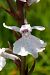 Dactylorhiza maculata subsp. elodes  - Jany Husson