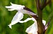 Dactylorhiza maculata subsp. elodes (Orchis des tourbières) © Jany Husson