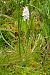 Dactylorhiza maculata subsp. elodes  - Jany Husson