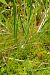 Dactylorhiza maculata subsp. elodes  - Jany Husson