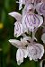 Dactylorhiza maculata subsp. elodes (Orchis des tourbières) © Jany Husson