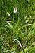 Dactylorhiza maculata subsp. elodes  - Jany Husson