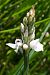 Dactylorhiza maculata subsp. elodes  - Jany Husson