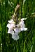 Dactylorhiza maculata subsp. elodes  - Jany Husson