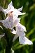 Dactylorhiza maculata subsp. elodes (Orchis des tourbières) © Jany Husson