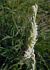 Spiranthes spiralis (Spiranthe d'automne) © Laurent Fourneret