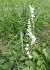 Spiranthes spiralis (Spiranthe d'automne) © Laurent Fourneret