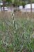 Spiranthes spiralis  - Patrick Serra