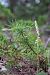 Spiranthes spiralis (Spiranthe d'automne) © Patrick Serra