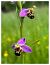 Ophrys apifera  - Michel Guebel