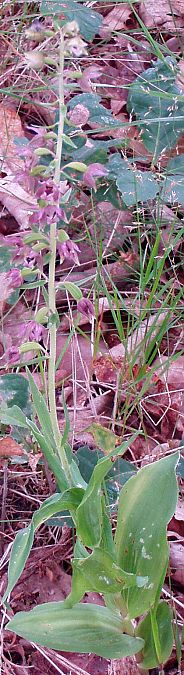 Epipactis helleborine 
