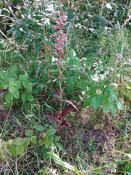 Epipactis helleborine 
