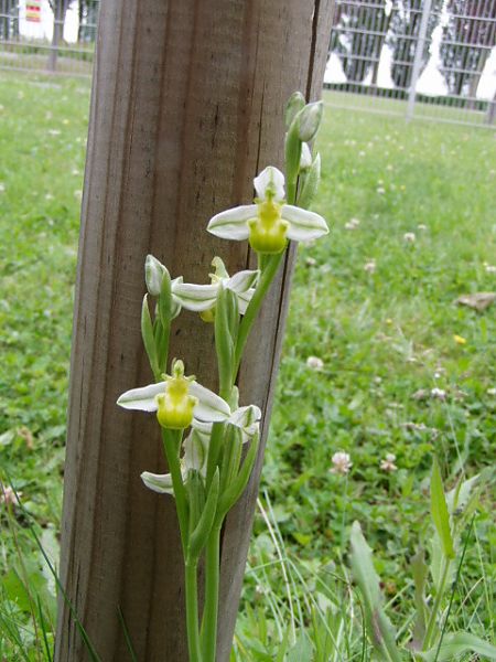 Ophrys apifera f. chlorantha 