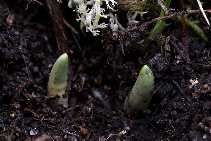 Dactylorhiza sambucina  - Ghislain Constans
