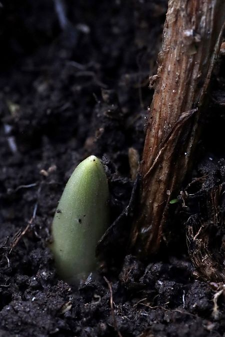 Dactylorhiza sambucina  - Ghislain Constans