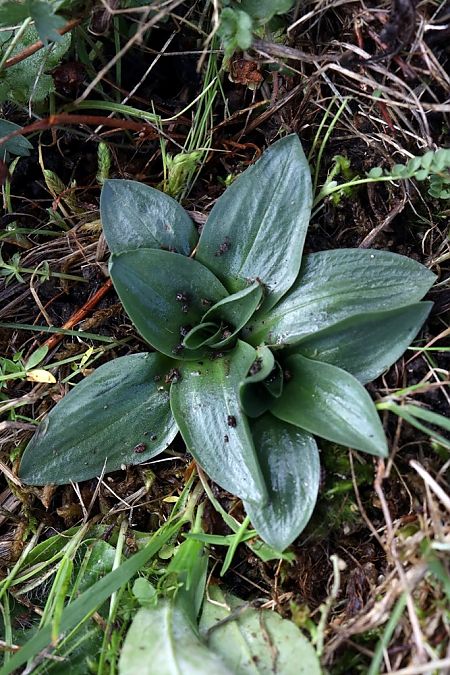 Spiranthes spiralis  - Ghislain Constans