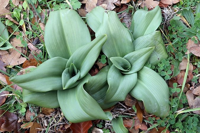 Himantoglossum hircinum  - Ghislain Constans
