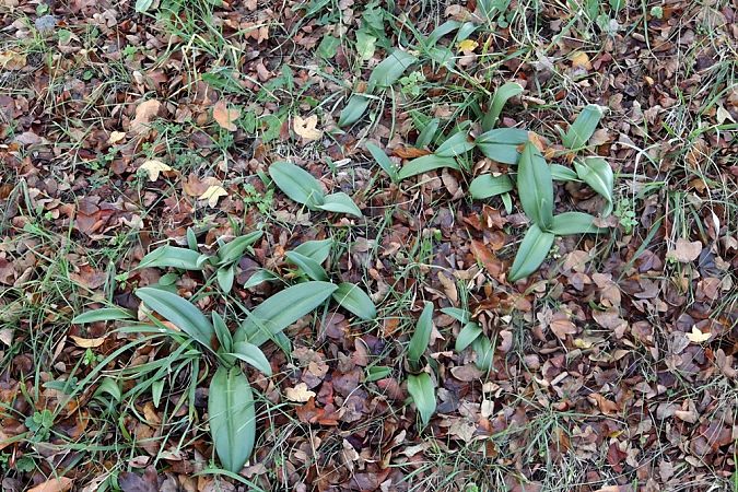 Himantoglossum hircinum  - Ghislain Constans