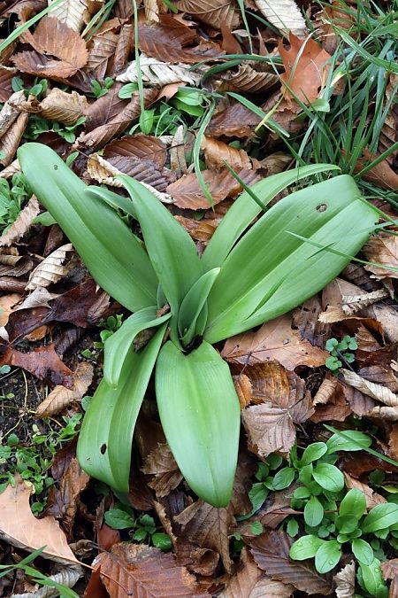 Himantoglossum hircinum  - Ghislain Constans