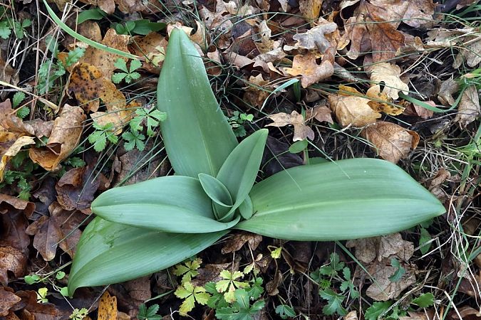 Himantoglossum hircinum  - Ghislain Constans