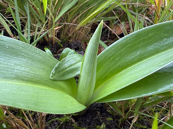 Himantoglossum robertianum  - Ghislain Constans