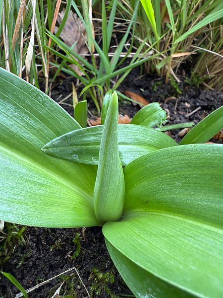 Himantoglossum robertianum  - Ghislain Constans