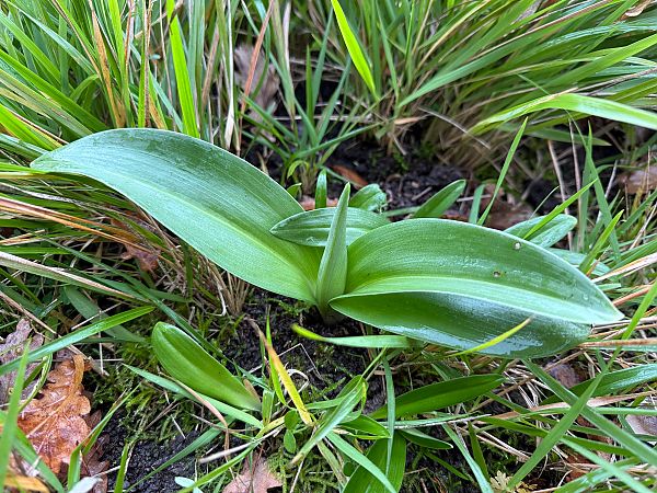 Himantoglossum robertianum  - Ghislain Constans