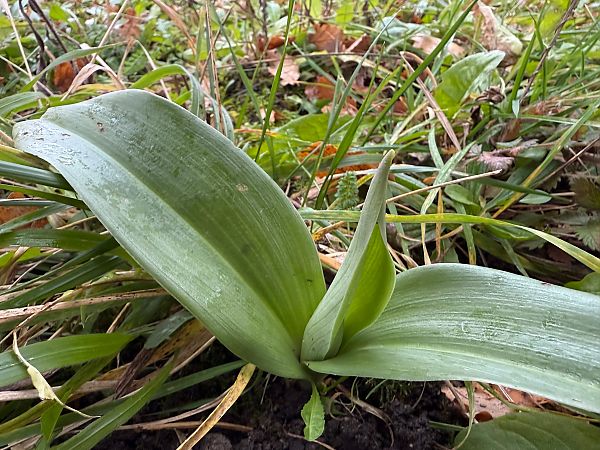 Himantoglossum robertianum  - Ghislain Constans