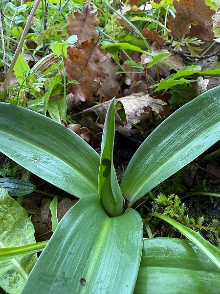 Himantoglossum robertianum  - Ghislain Constans
