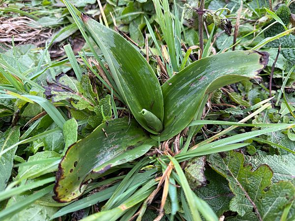 Himantoglossum robertianum  - Ghislain Constans