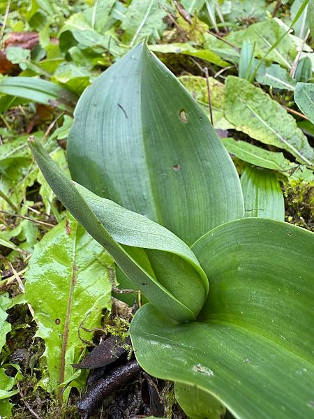 Himantoglossum robertianum  - Ghislain Constans