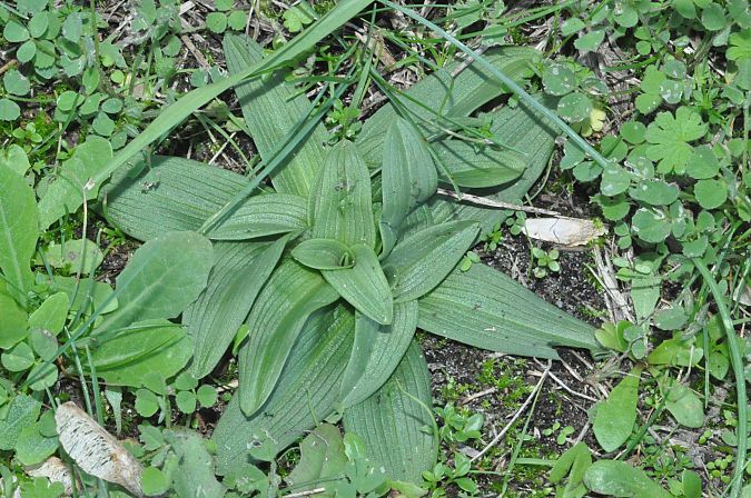 Ophrys passionis  - Jean-Christophe Blanchard