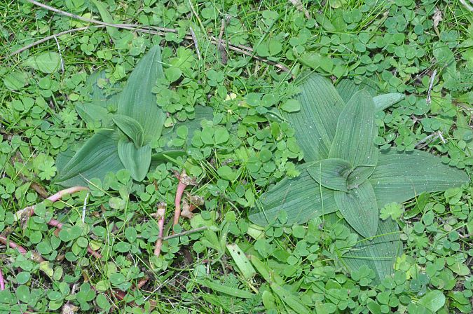 Ophrys passionis  - Jean-Christophe Blanchard