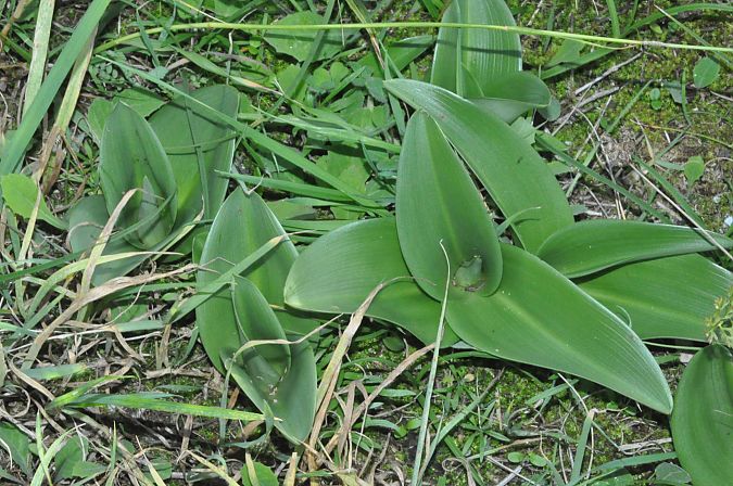 Himantoglossum robertianum  - Jean-Christophe Blanchard