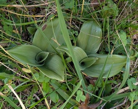 Himantoglossum hircinum  - Jacques Gilardin