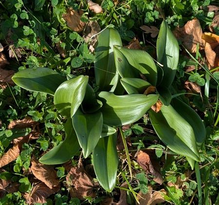 Himantoglossum hircinum  - Jacques Gilardin