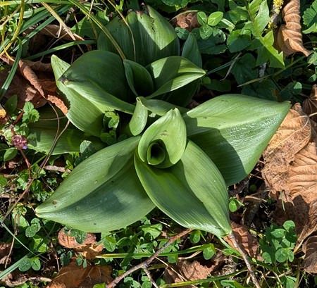 Himantoglossum hircinum  - Jacques Gilardin