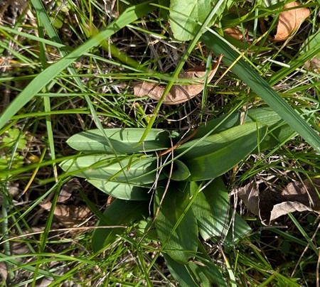 Orchis anthropophora  - Jacques Gilardin